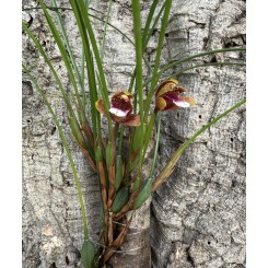 Maxillaria atrosanguinea