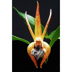 Epigenium coelogyne