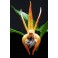 Epigenium coelogyne