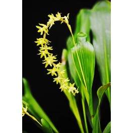 Dendrochilum abbreviatum