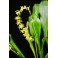 Dendrochilum abbreviatum