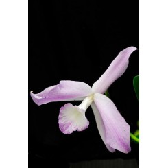 Laelia fidelensis