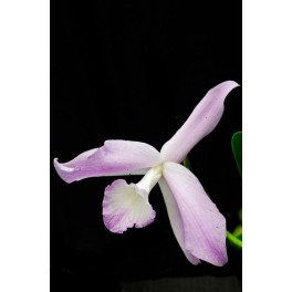 Laelia fidelensis