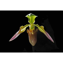 Paphiopedilum appletonianum/wolterianum