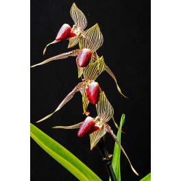 Paphiopedilum rothschildianum