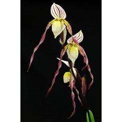 Paphiopedilum philippinense