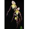 Paphiopedilum philippinense