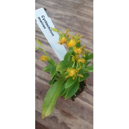 Cyrtochilum meirax