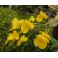 Dendrobium aggregatum/linley 