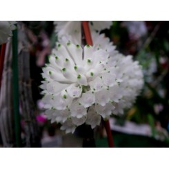 Dendrobium purpureum alba 