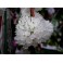 Dendrobium purpureum alba 