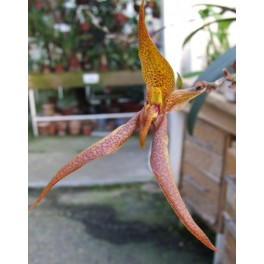 Bulbophyllum sulawesii