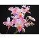 Phalaenopsis equestris '3lips'