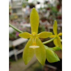 Phalaenopsis cornu-cervi alba