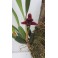 Maxillaria sehunkianum