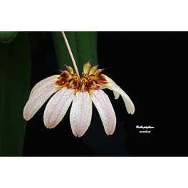 Bubophyllum auratum