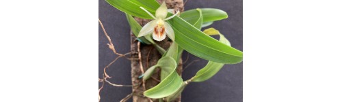 Denne måneds blomstrende orchideer