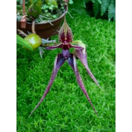 Bulbophyllum Hans Delight